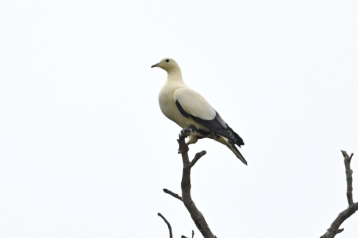 Pied Imperial-Pigeon - Alvaro Rodríguez Pomares