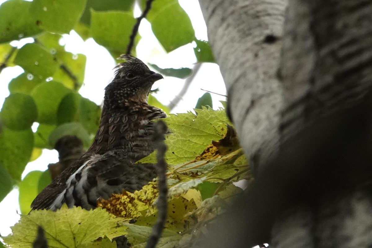 Ruffed Grouse - ML609574633