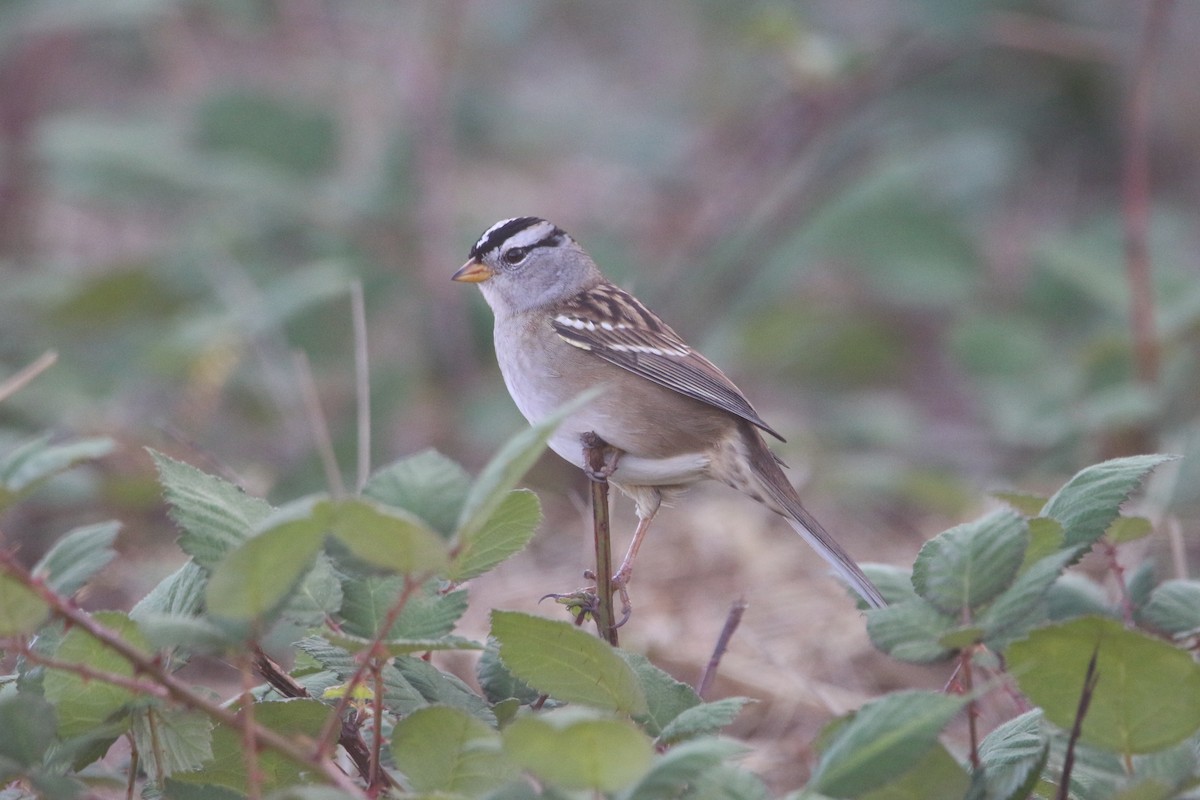 White-crowned Sparrow - ML609574672