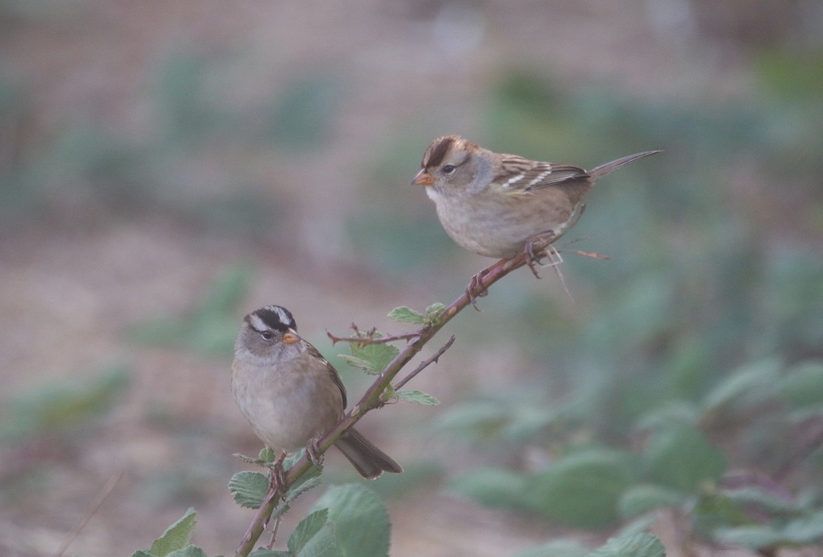 White-crowned Sparrow - ML609574673