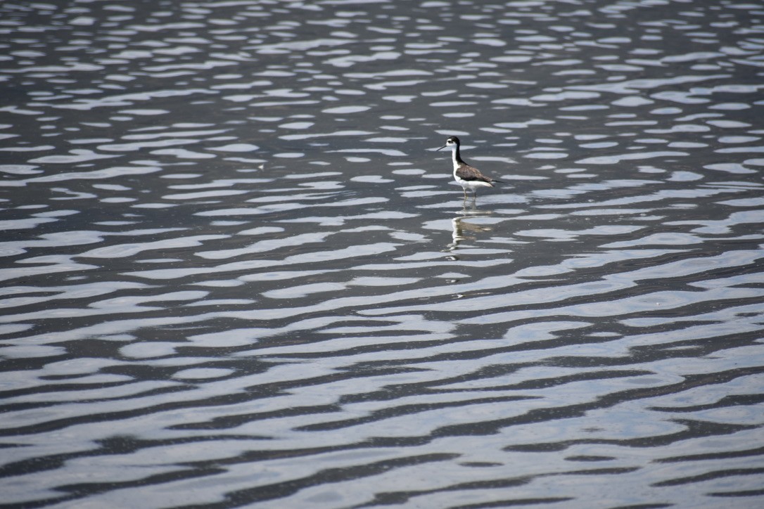 Black-necked Stilt - ML609574713