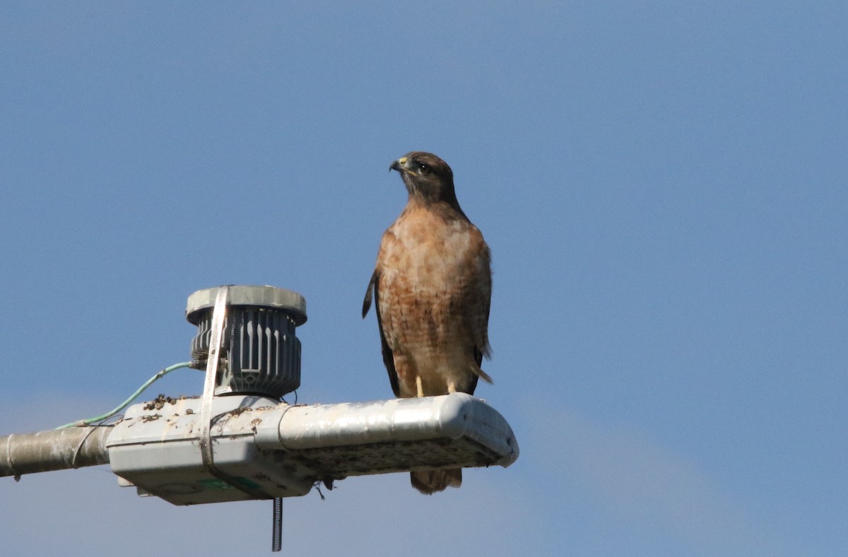 Red-tailed Hawk - ML609574808