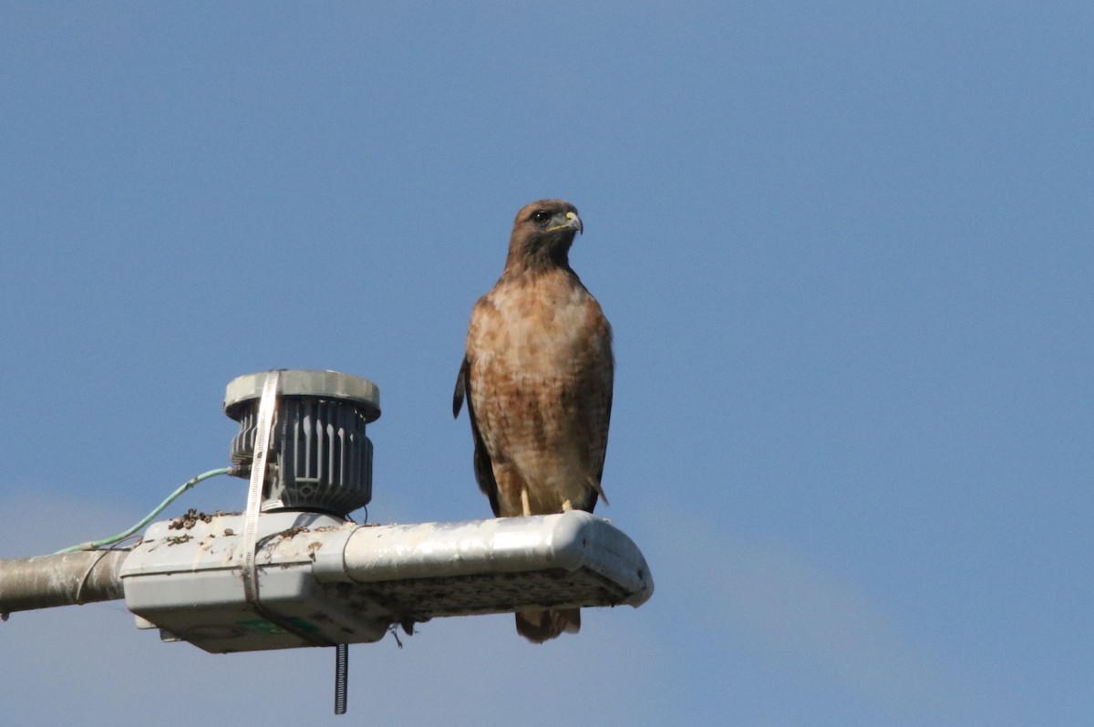 Red-tailed Hawk - ML609574809