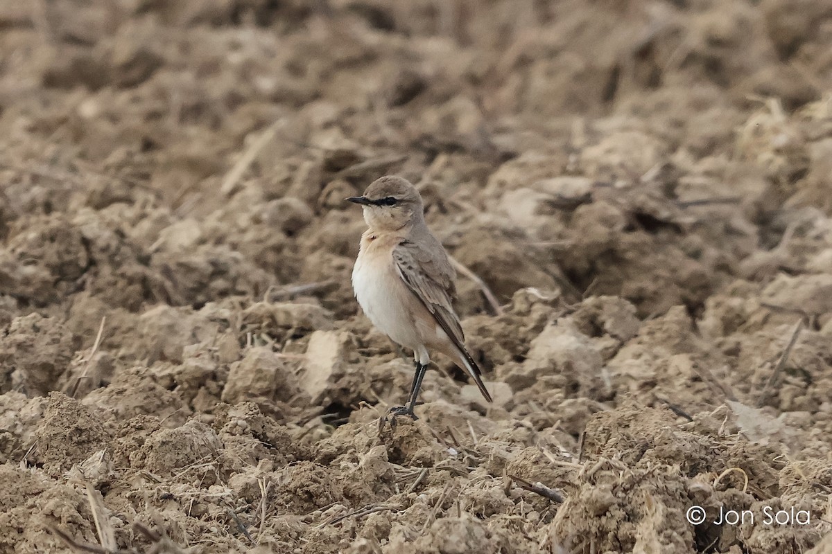 Isabelline Wheatear - Jon  Sola