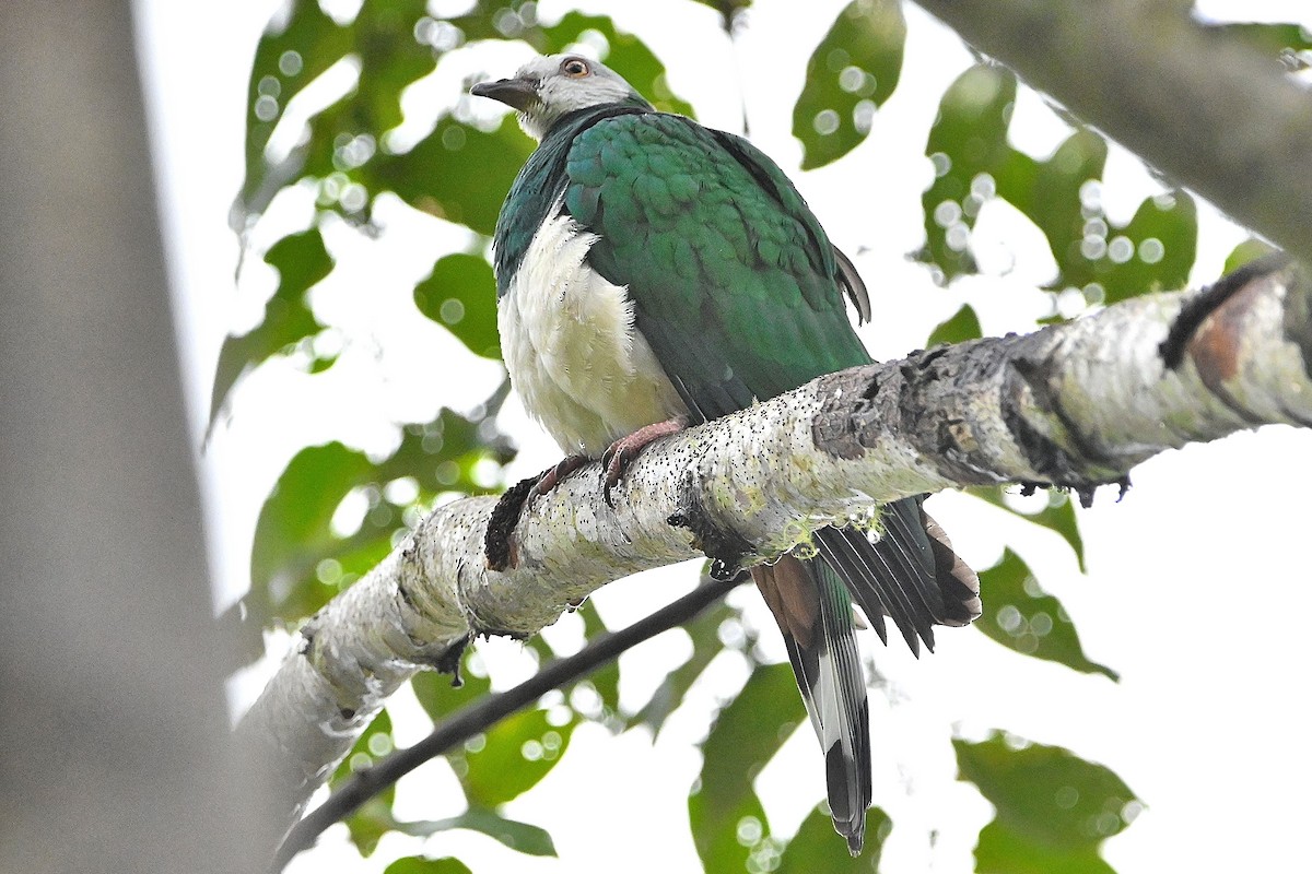 Gray-headed Imperial-Pigeon - ML609574892