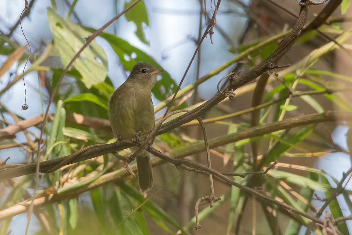 Highland Elaenia - Pablo Re