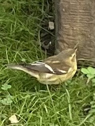 Blackburnian Warbler - Sara Ogger