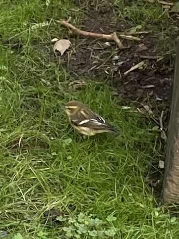 Blackburnian Warbler - Sara Ogger