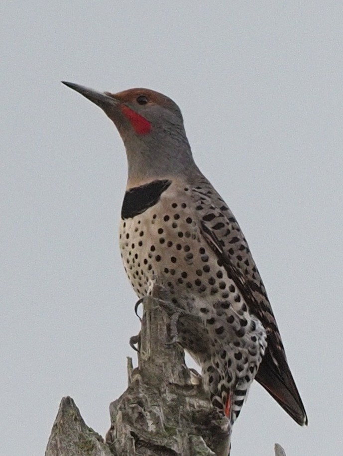 Northern Flicker - ML609575136