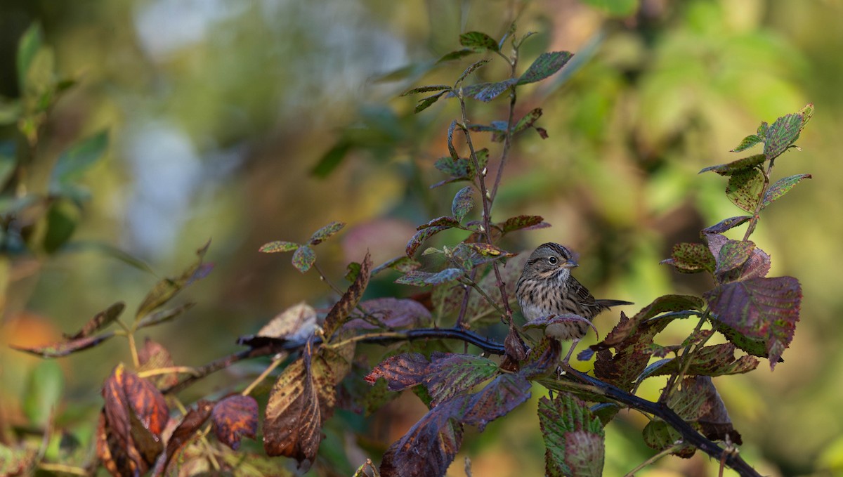 Lincoln's Sparrow - ML609575168