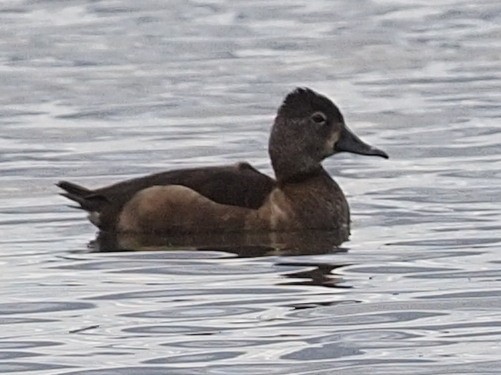 Ring-necked Duck - ML609575430