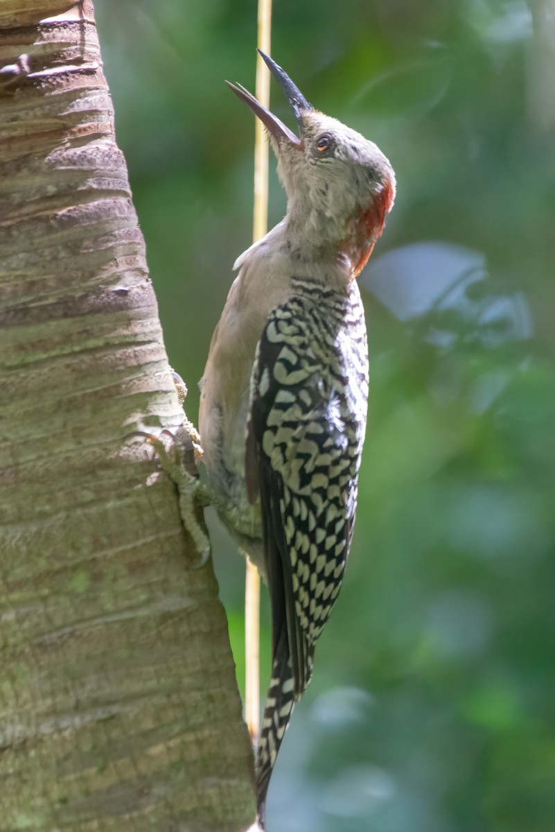 West Indian Woodpecker - ML609575515