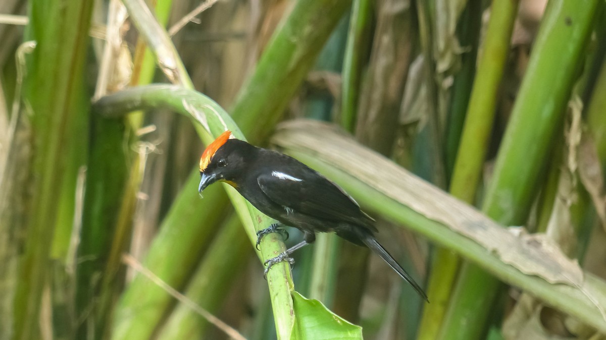 Flame-crested Tanager - Enio Moraes