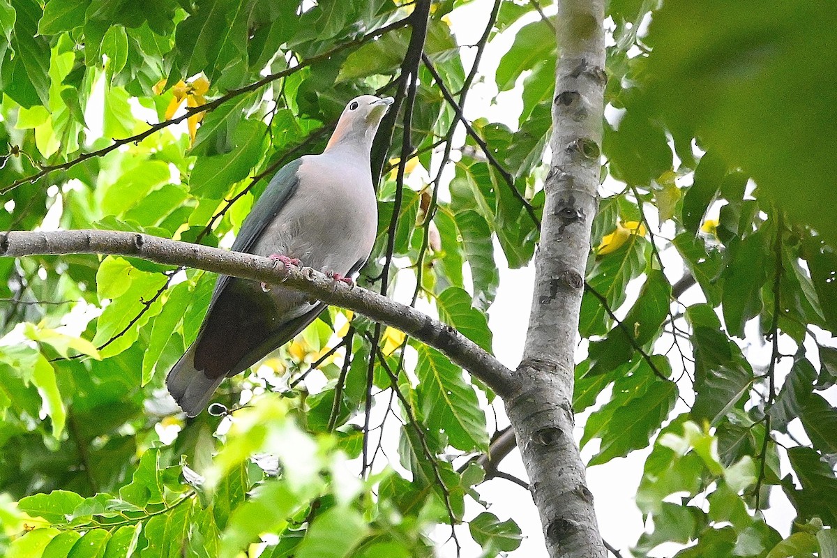 Green Imperial-Pigeon (Rufous-naped) - ML609575587