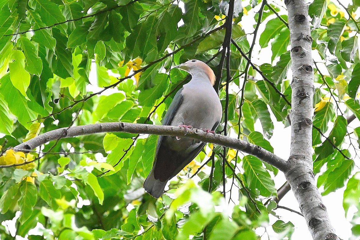 Green Imperial-Pigeon (Rufous-naped) - ML609575593