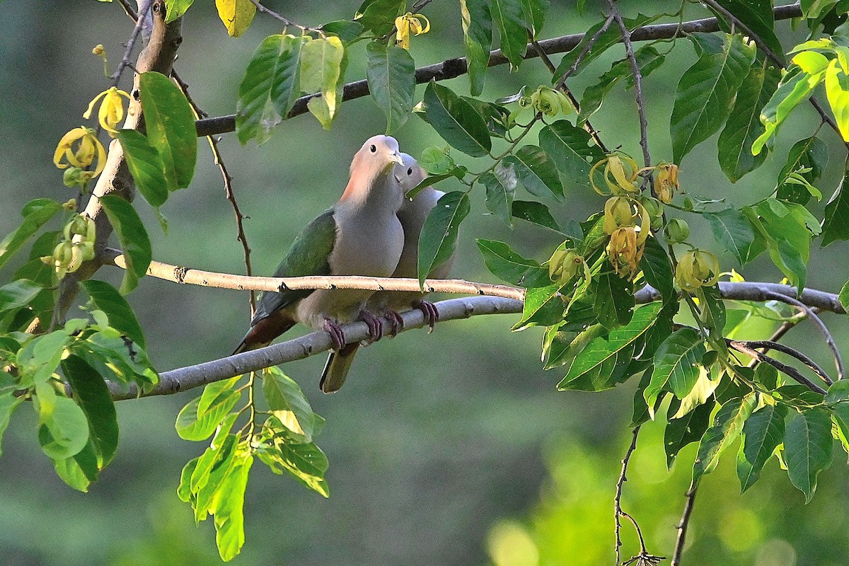 Green Imperial-Pigeon (Rufous-naped) - ML609575617