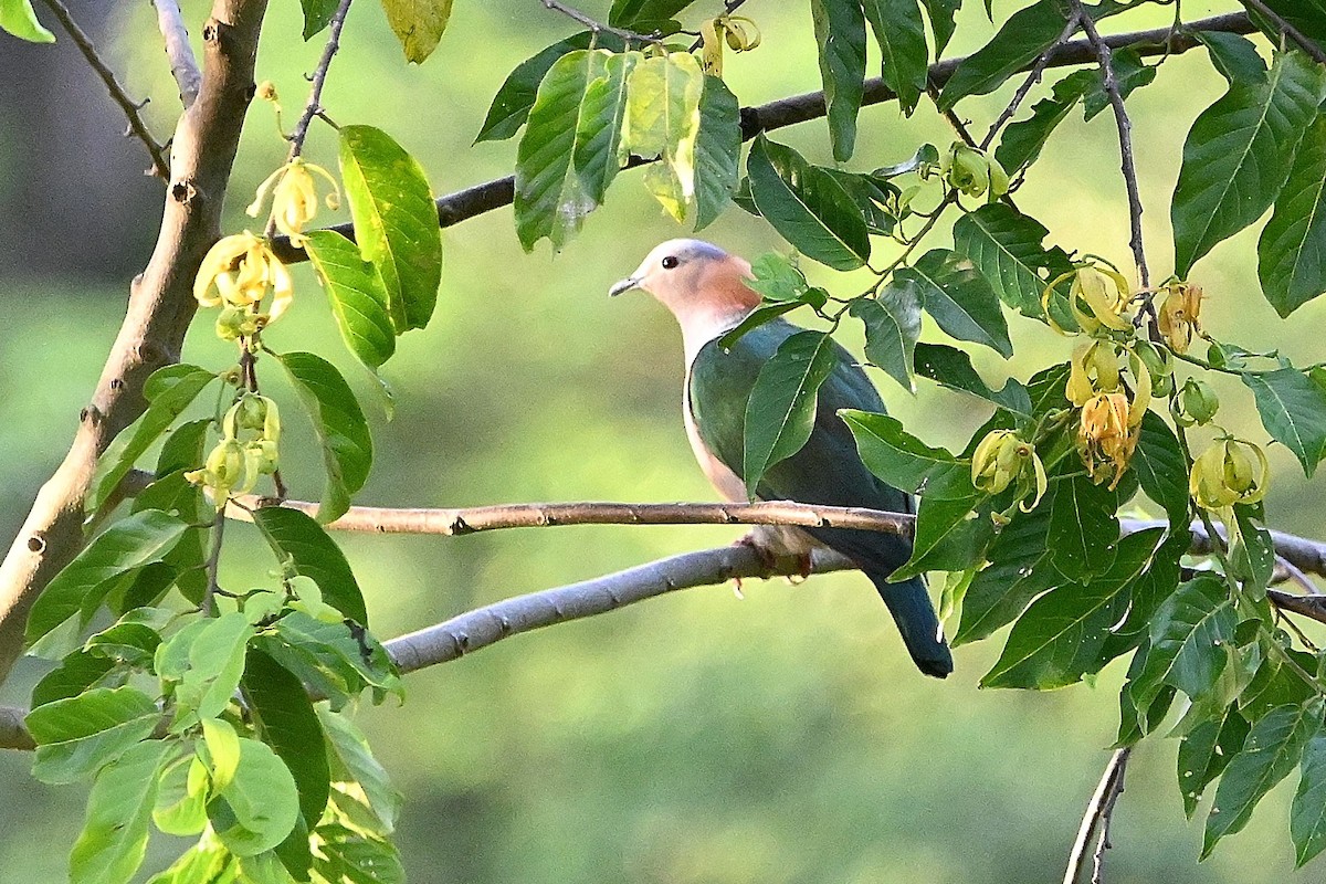 Green Imperial-Pigeon (Rufous-naped) - ML609575618