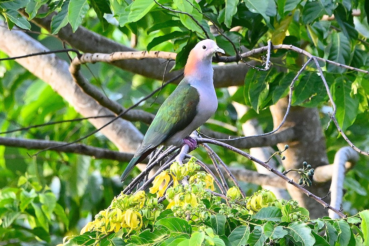 Green Imperial-Pigeon (Rufous-naped) - ML609575623
