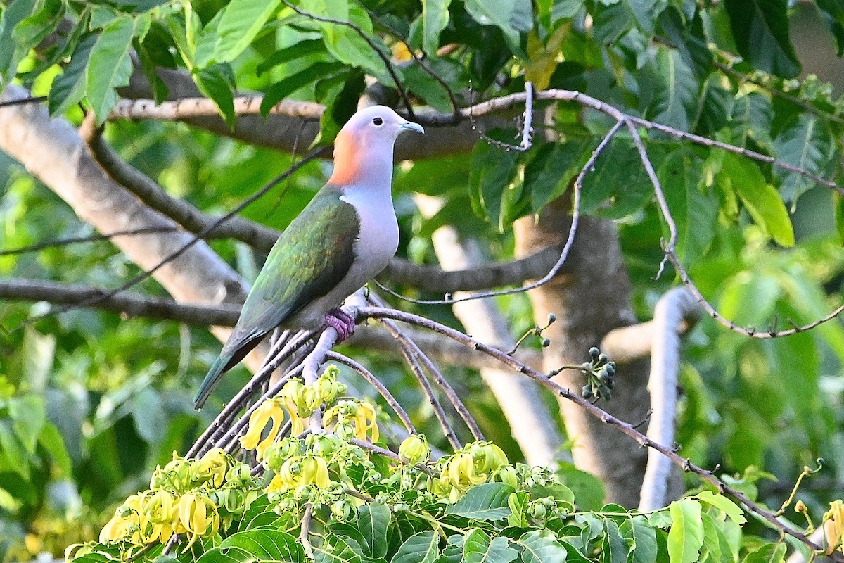 Green Imperial-Pigeon (Rufous-naped) - ML609575629