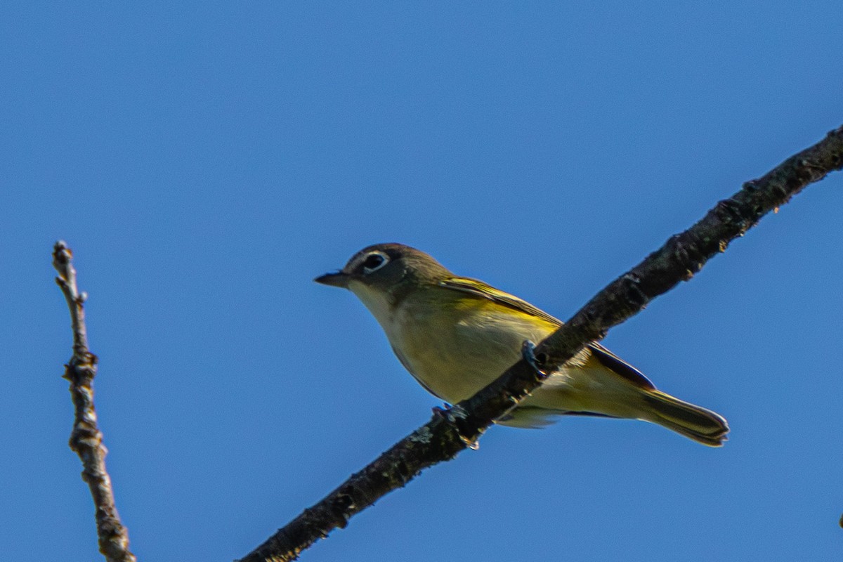 Mavi Başlı Vireo - ML609575689