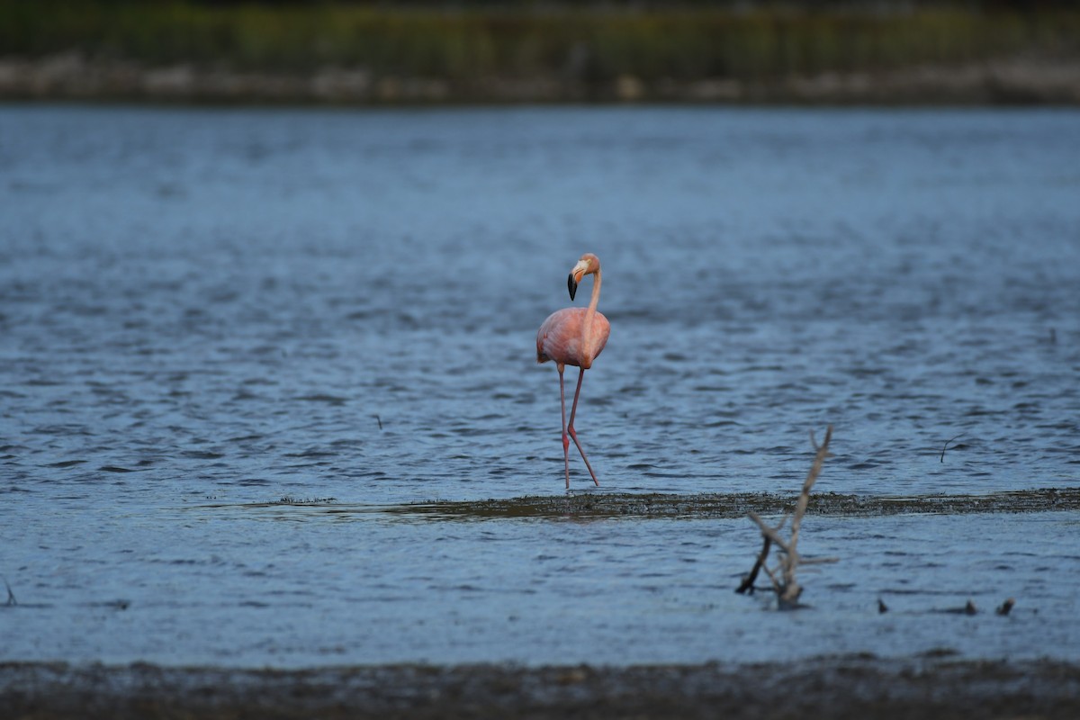 American Flamingo - Caitie Wiechman