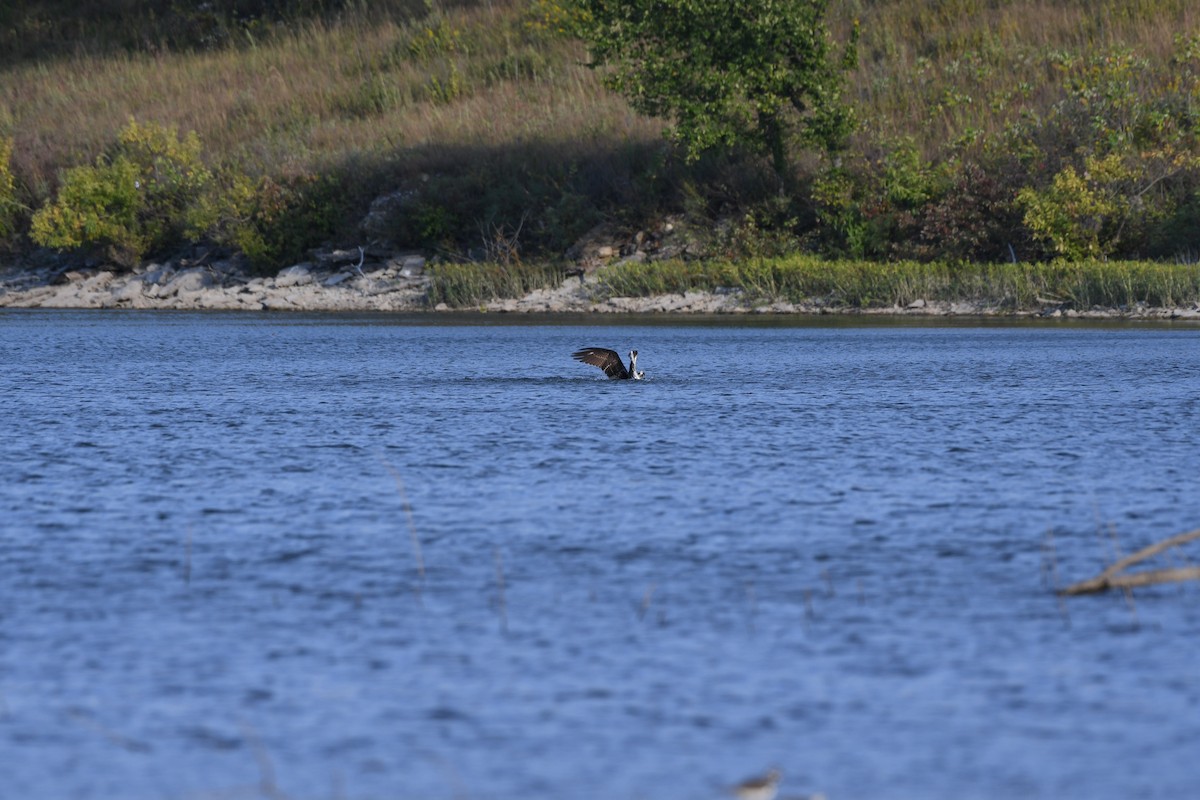 Balbuzard pêcheur - ML609575780