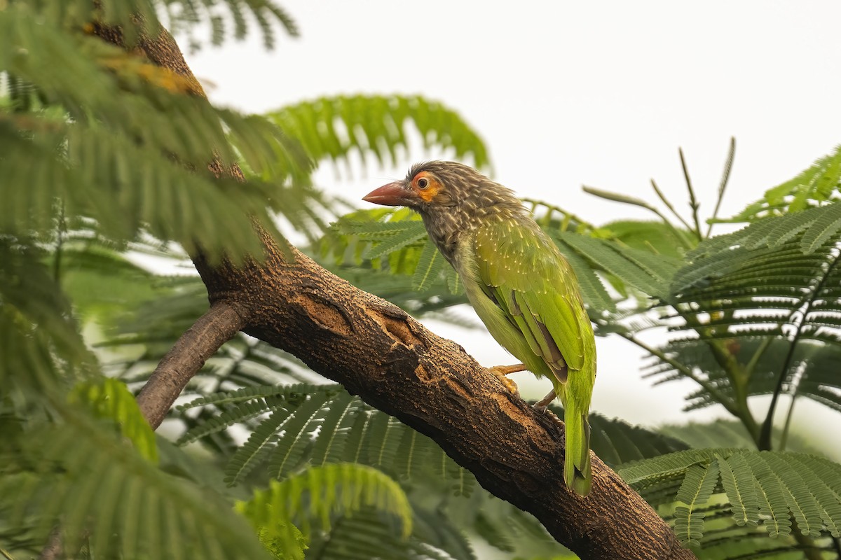 Brown-headed Barbet - Parthasarathi Chakrabarti