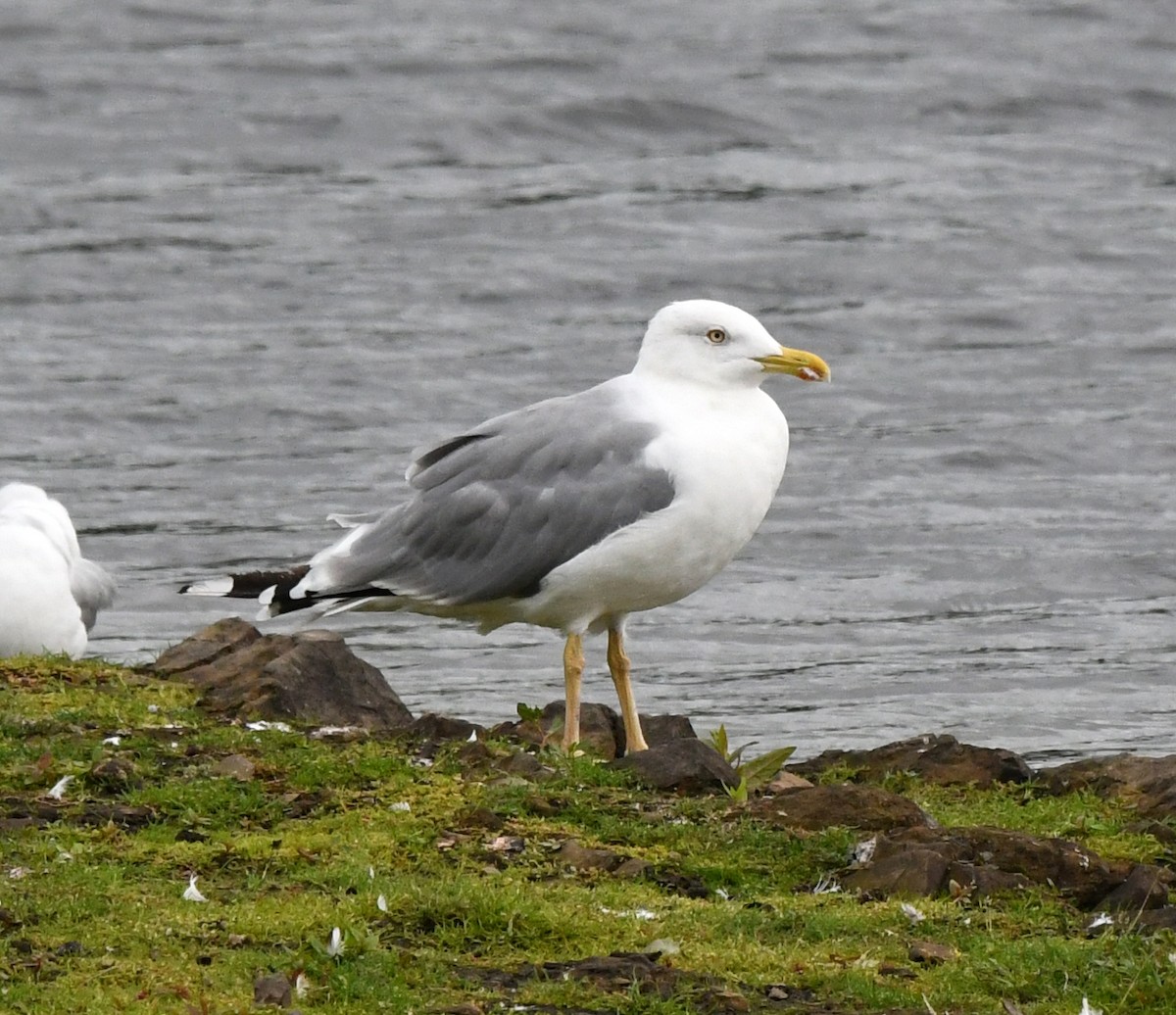 Yellow-legged Gull - ML609576023