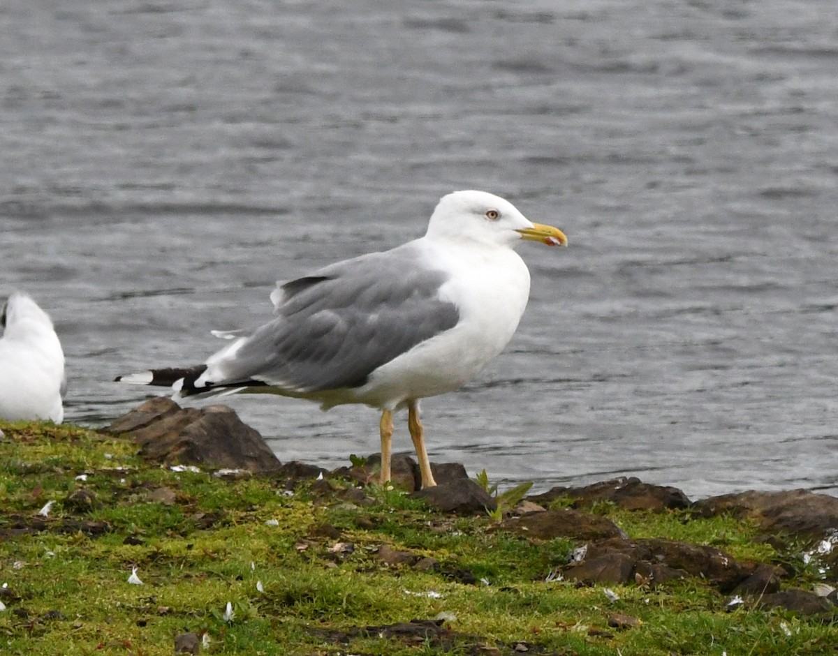 Yellow-legged Gull - A Emmerson