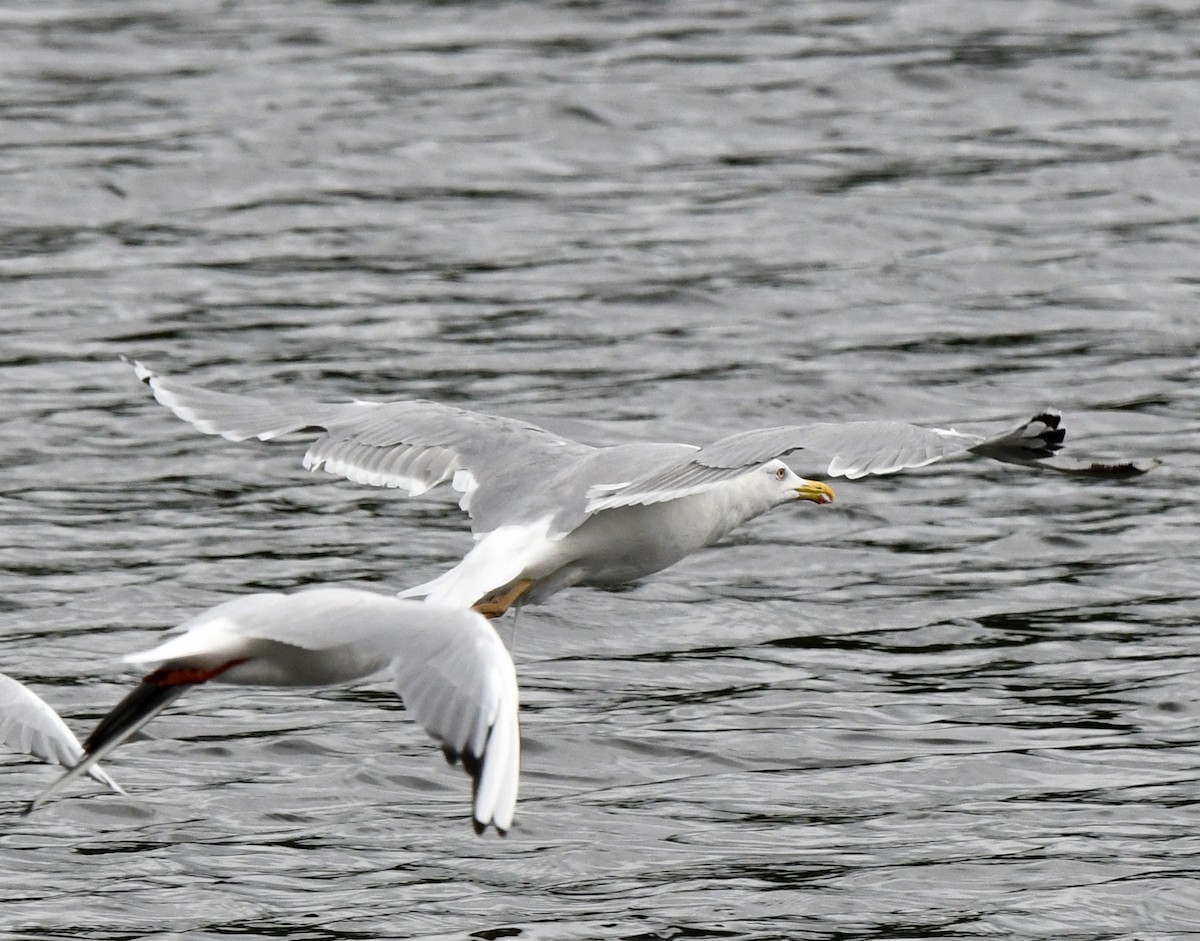 Yellow-legged Gull - ML609576025