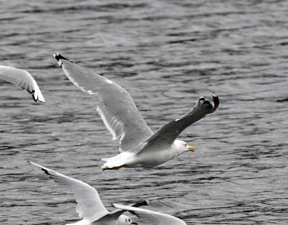 Yellow-legged Gull - ML609576026