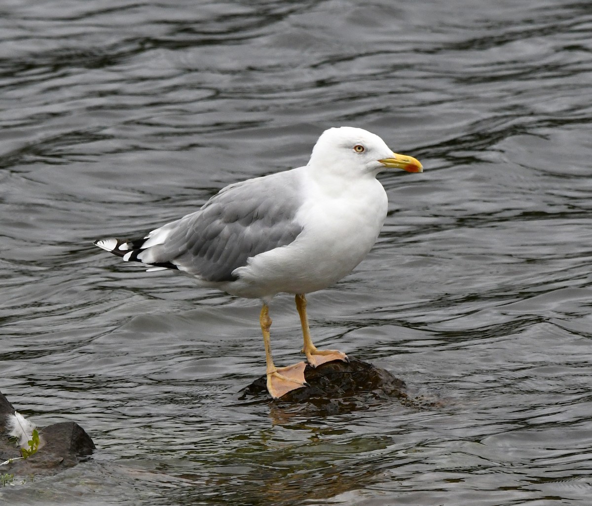 Yellow-legged Gull - ML609576047
