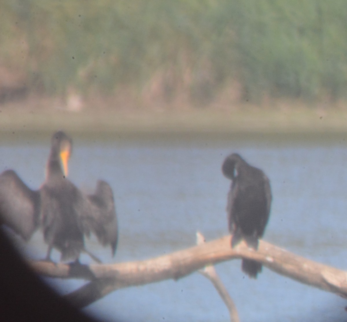 Neotropic Cormorant - Doug Overacker