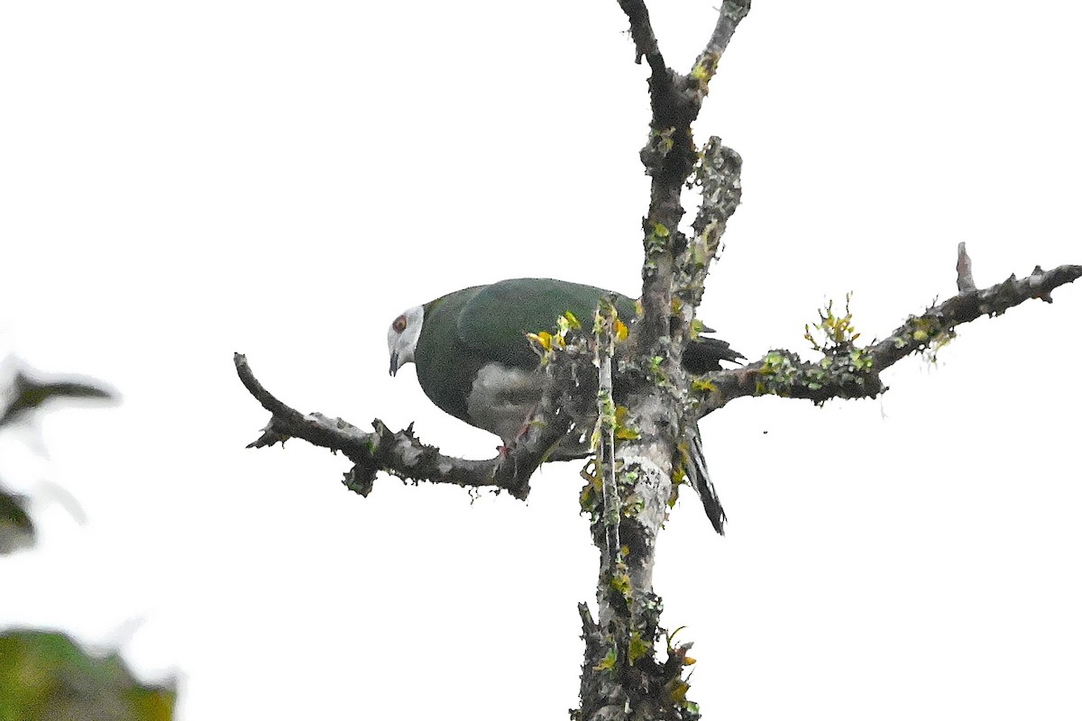 holub zelenobílý - ML609576165
