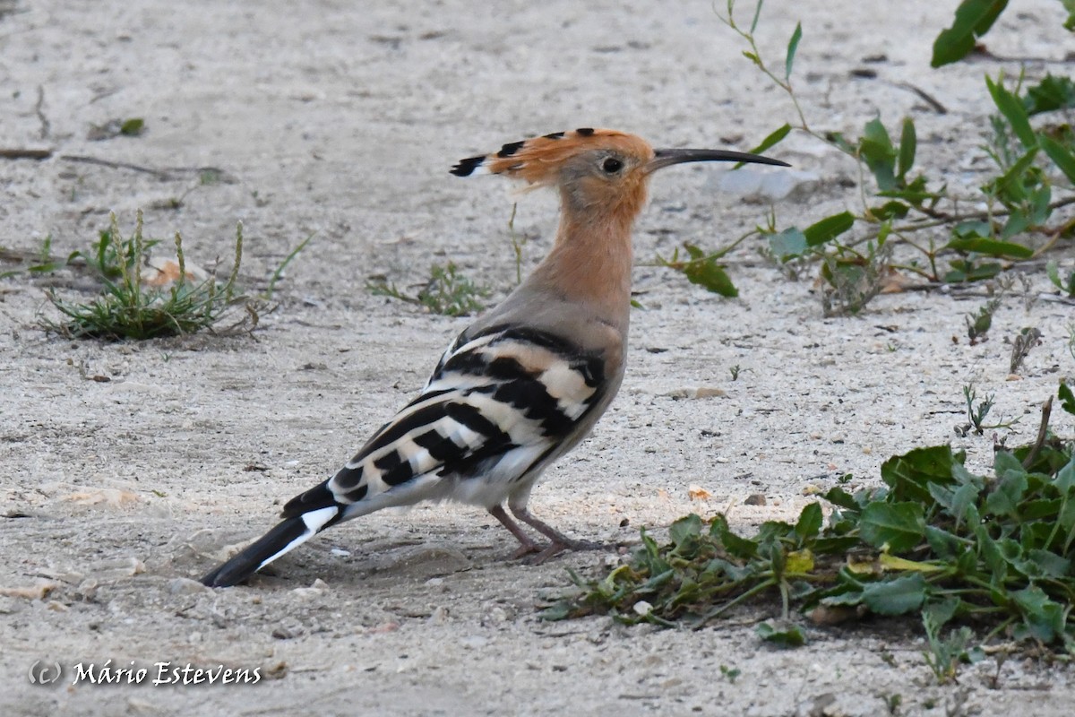 Eurasian Hoopoe - ML609576186