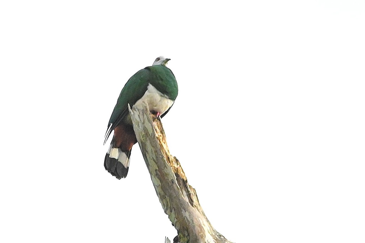 holub zelenobílý - ML609576199
