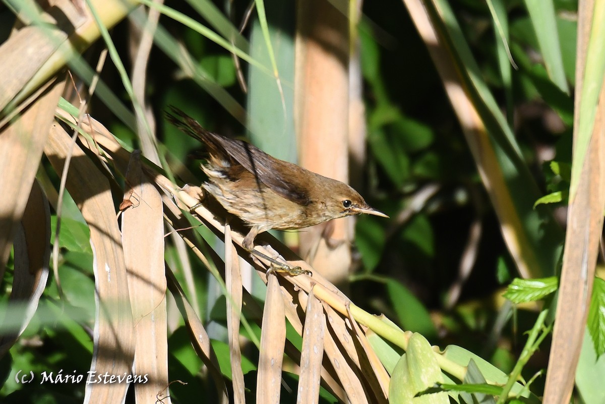 Common Reed Warbler - ML609576213