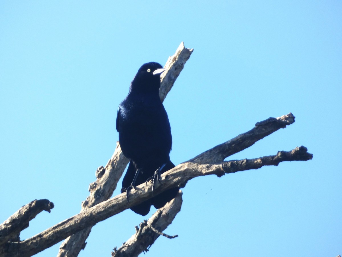 Boat-tailed Grackle - Paul King