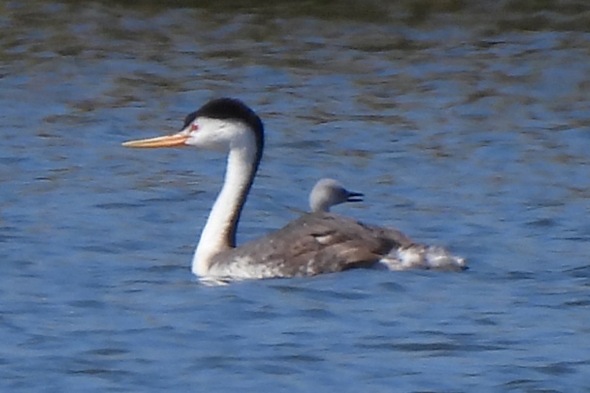 Clark's Grebe - ML609576287