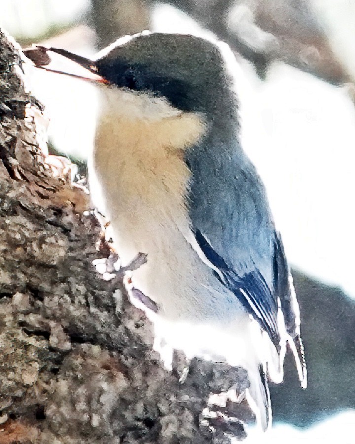 Pygmy Nuthatch - ML609576330