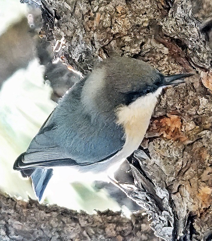 Pygmy Nuthatch - ML609576331