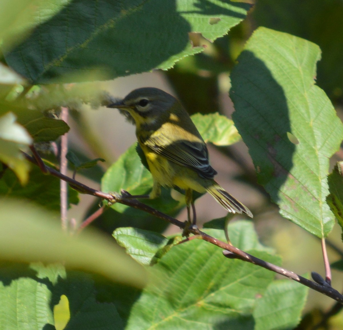 Prairie Warbler - John Keeley