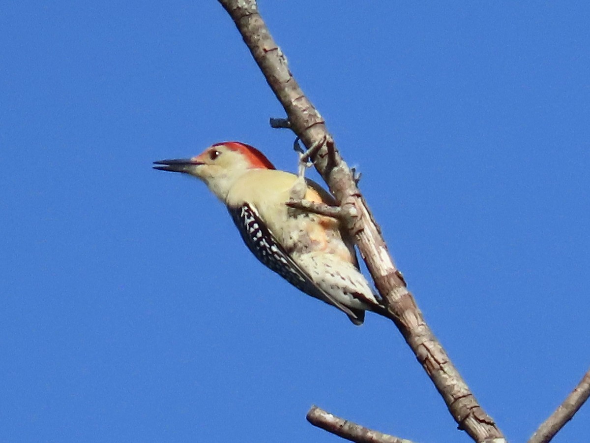 Red-bellied Woodpecker - Concetta Goodrich