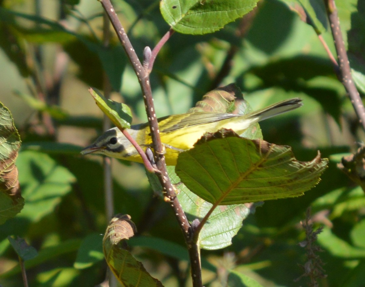 Prairie Warbler - John Keeley