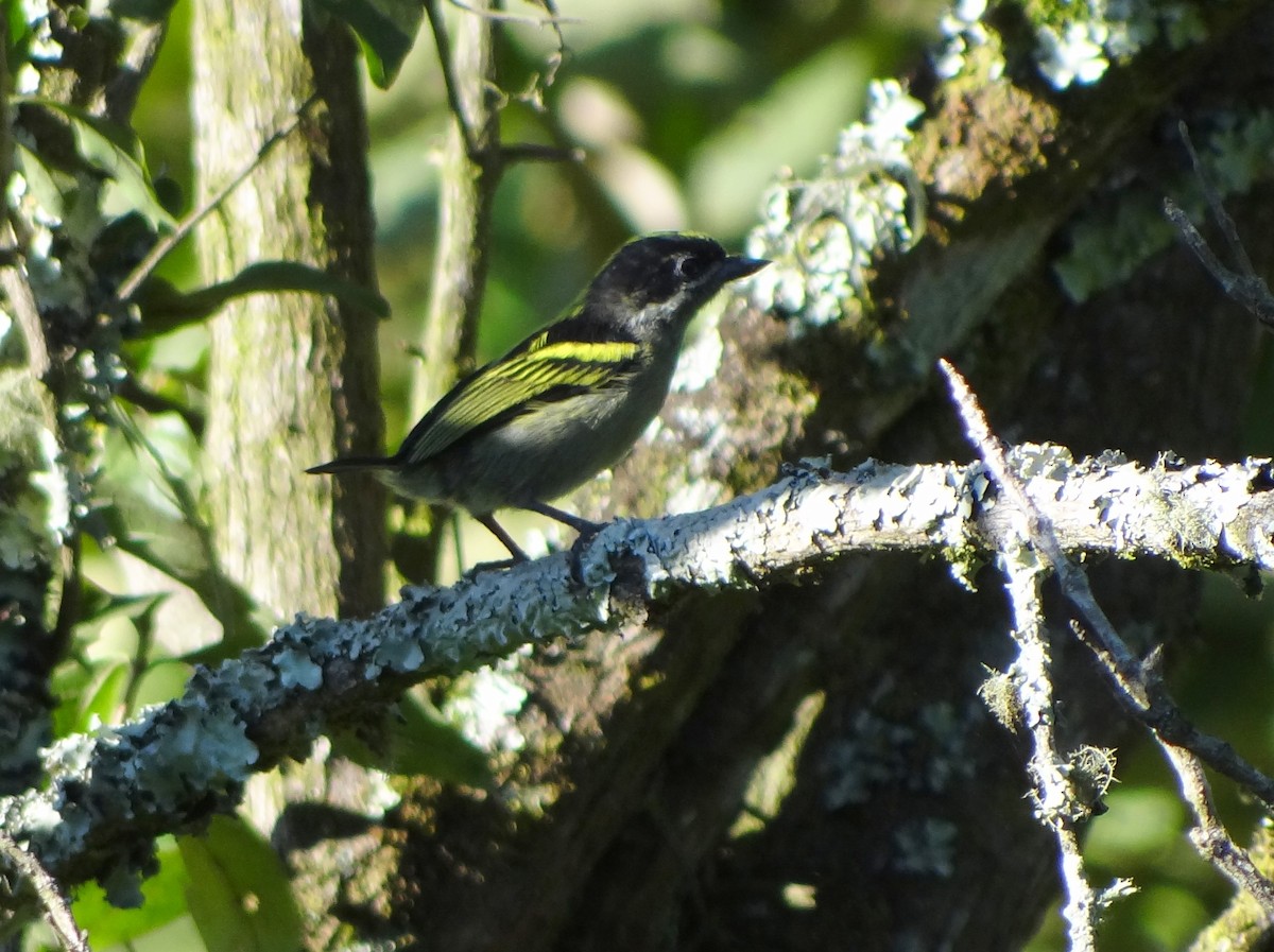 Western Tinkerbird - Catherine McFadden