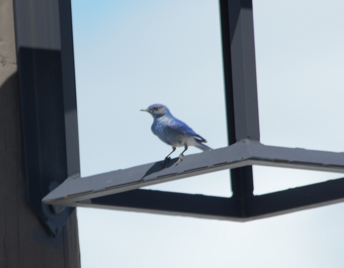 Mountain Bluebird - ML609576541