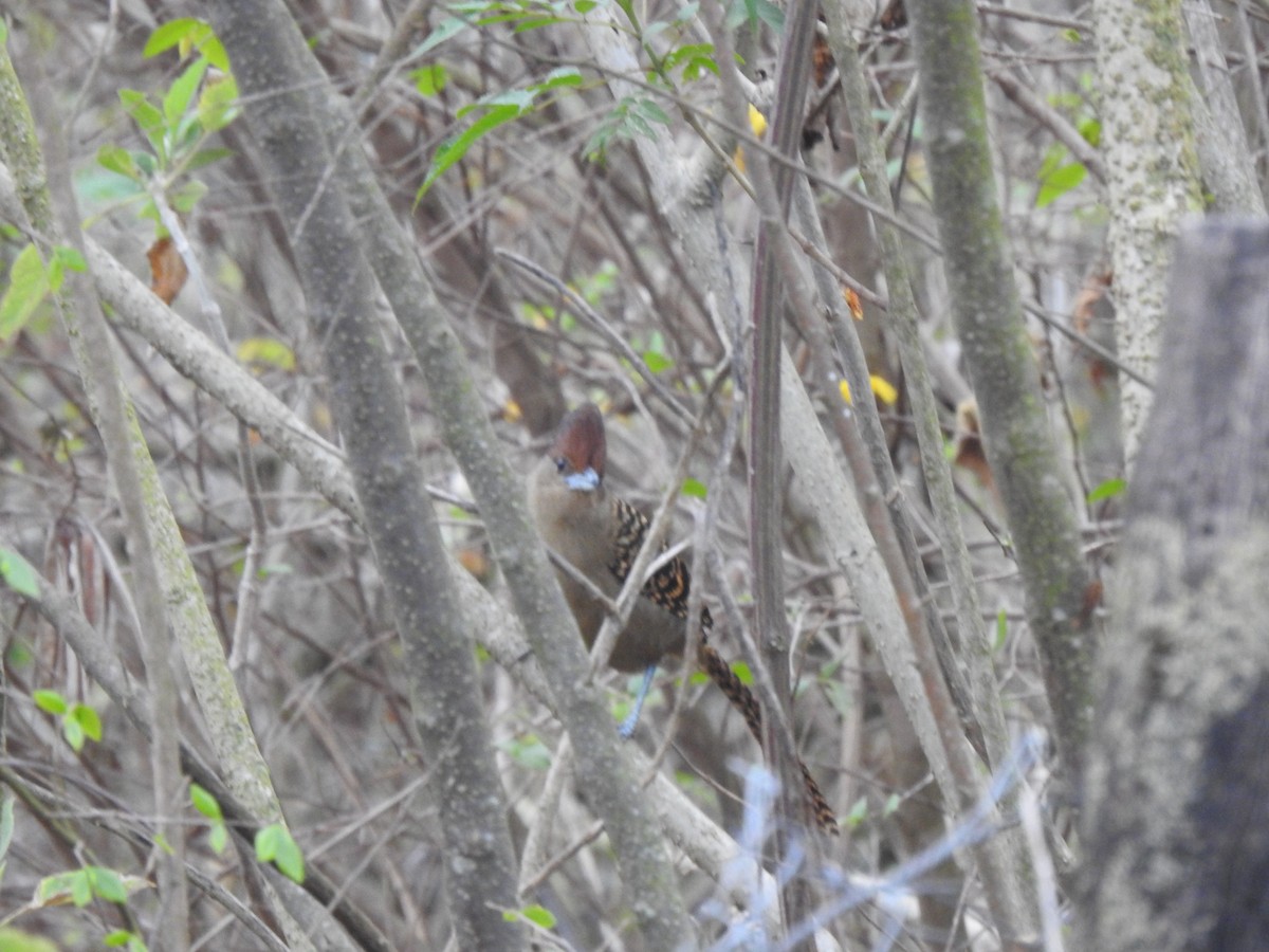 Giant Antshrike - ML609576585