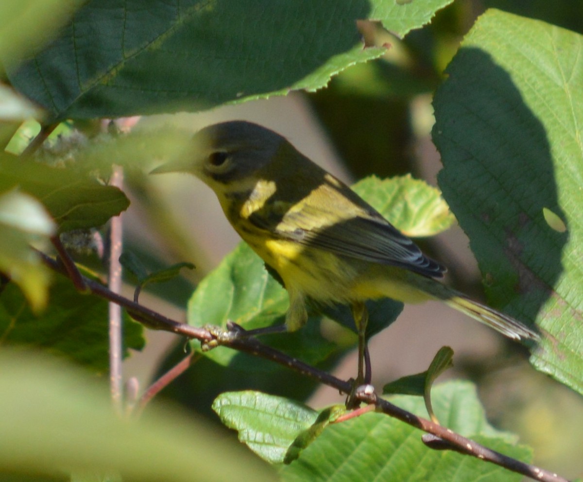 Rotmantel-Waldsänger - ML609576722