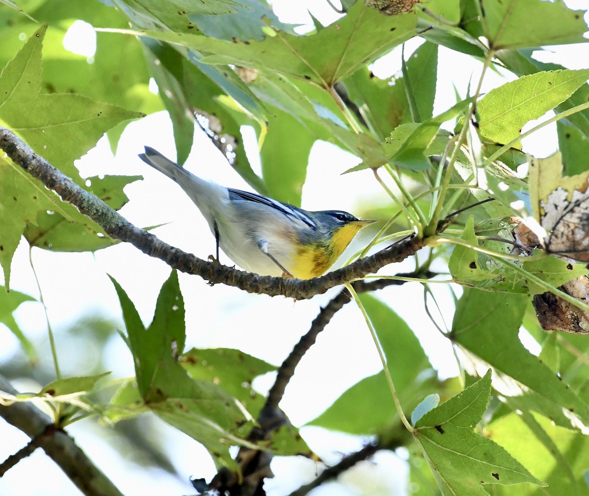 Northern Parula - ML609576735