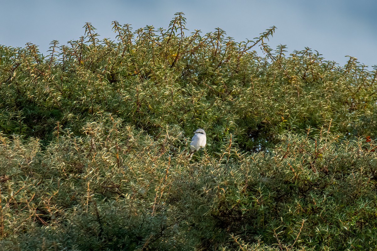 Great Gray Shrike - ML609576804